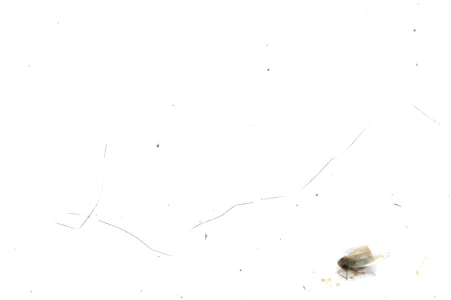 Image 51